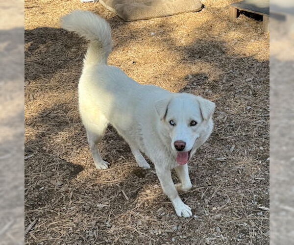 Medium Photo #2 Siberian Husky-Unknown Mix Puppy For Sale in Omaha, NE, USA