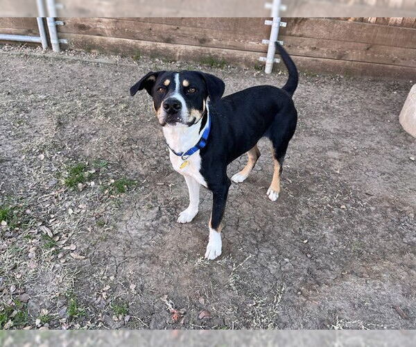 Medium Photo #2 Treeing Walker Coonhound-Unknown Mix Puppy For Sale in Plano, TX, USA
