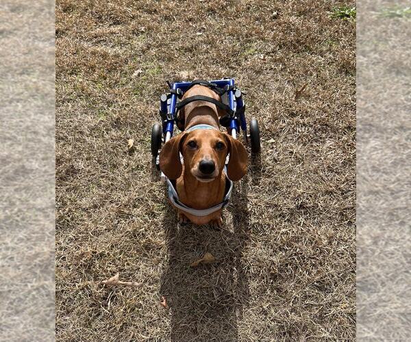 Medium Photo #12 Dachshund Puppy For Sale in Fruitland, SC, USA