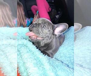 French Bulldog Puppy for sale in BEAN STATION, TN, USA