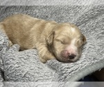 Small Photo #16 Goldendoodle Puppy For Sale in HOWARD CITY, MI, USA