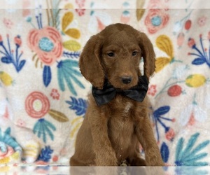 Labradoodle-Poodle (Standard) Mix Puppy for sale in LANCASTER, PA, USA