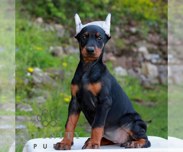 Medium Photo #1 Doberman Pinscher Puppy For Sale in NEWMANSTOWN, PA, USA