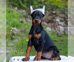 Small Doberman Pinscher