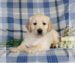 Small Photo #5 Golden Retriever Puppy For Sale in GAP, PA, USA