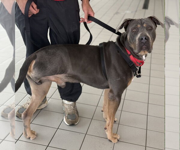 Medium Photo #11 Mutt Puppy For Sale in Canton, CT, USA