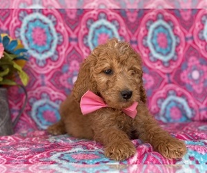 Goldendoodle Puppy for sale in LANCASTER, PA, USA