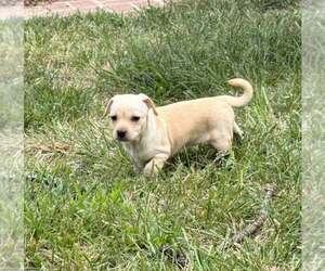 Cookie (AL) - Female Chihuahua-Unknown Mix Dog for Adoption - Photo #9