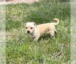Small Photo #9 Chihuahua-Unknown Mix Puppy For Sale in New York, NY, USA