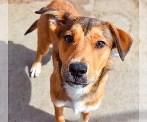 German Shepherd Dog-Unknown Mix Dogs for adoption in Tulsa, OK, USA