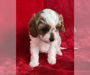 Cavapoo Puppy for sale in EDWARDSBURG, MI, USA