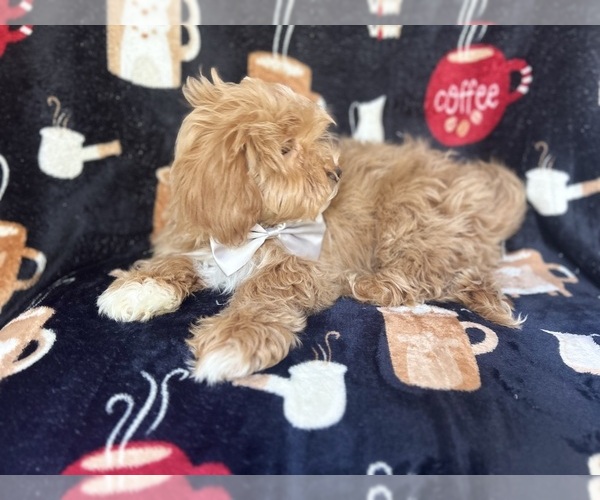 Medium Photo #7 ShihPoo Puppy For Sale in LAKELAND, FL, USA