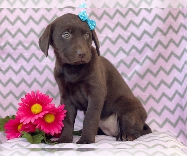 Medium Photo #4 Labrador Retriever Puppy For Sale in LAKELAND, FL, USA