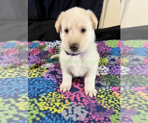 Medium Photo #7 German Shepherd Dog Puppy For Sale in PIEDMONT, MO, USA
