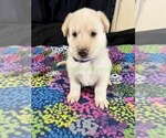 WinterWonderlan - Female German Shepherd Dog Puppy for Sale - Photo #7