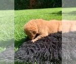 Small Photo #8 Labradoodle Puppy For Sale in DURHAM, CA, USA