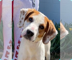 Mutt Dogs for adoption in Rustburg, VA, USA