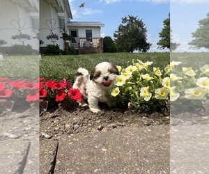 Shih Tzu Puppy for sale in TOPEKA, IN, USA