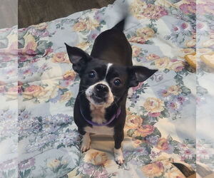 Chihuahua-Unknown Mix Dogs for adoption in FAIRLAWN, OH, USA