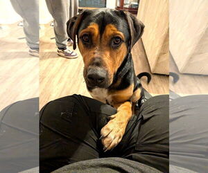 Beagle-Unknown Mix Dogs for adoption in Chandler, AZ, USA