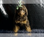 Small #3 Cavapoo