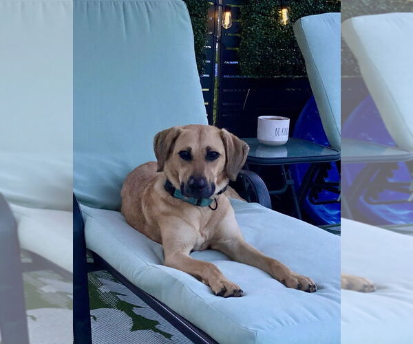 Medium Photo #4 Labrador Retriever-Unknown Mix Puppy For Sale in Mooresville, NC, USA