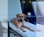 Small #3 Labrador Retriever Mix