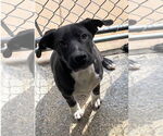 Small Labrador Retriever Mix