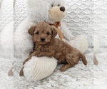 Small Photo #5 Goldendoodle (Miniature) Puppy For Sale in NORTH LAWRENCE, OH, USA