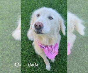 Golden Pyrenees Dogs for adoption in Denver , CO, USA
