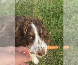 Mother of the English Springer Spaniel puppies born on 07/18/2025