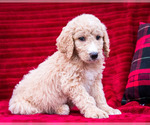 Puppy 4 Goldendoodle-Poodle (Standard) Mix