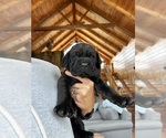 Puppy Puppy 6 Cane Corso