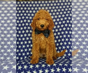 Miniature Labradoodle Puppy for sale in QUARRYVILLE, PA, USA