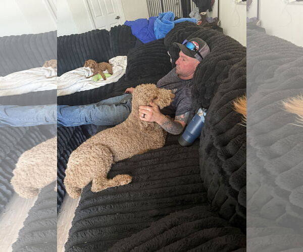 Medium Photo #6 Mutt Puppy For Sale in Valrico, FL, USA