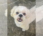 Small Shih Tzu