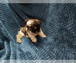 Small Photo #8 Shih Tzu Puppy For Sale in THE WOODLANDS, TX, USA