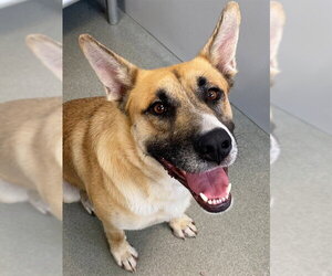 Gerberian Shepsky Dogs for adoption in Fayetteville, NC, USA