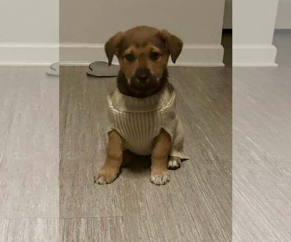 Medium Photo #3 Australian Shepherd-Unknown Mix Puppy For Sale in Holly Springs, NC, USA