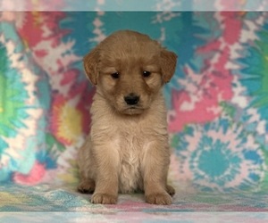 Golden Retriever Puppy for sale in LANCASTER, PA, USA