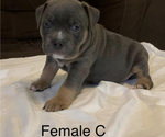 Small Photo #4 American Bully Puppy For Sale in JOPLIN, MO, USA