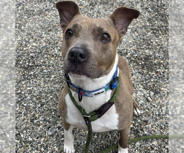 Medium Photo #3 American Pit Bull Terrier-Unknown Mix Puppy For Sale in Palmetto, FL, USA