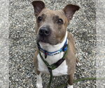 Small #2 American Pit Bull Terrier Mix