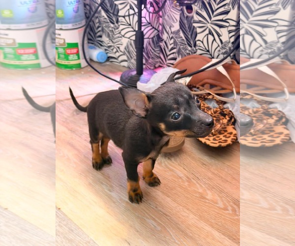 Medium Photo #2 Chihuahua-Unknown Mix Puppy For Sale in Kannapolis, NC, USA