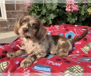 Labradoodle Puppy for sale in GREENWOOD, IN, USA