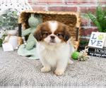 Small #4 Shih Tzu