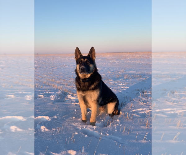 Medium Photo #1 German Shepherd Dog Puppy For Sale in RUSO, ND, USA