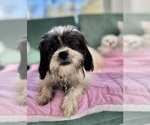 Small #1 Shih Tzu