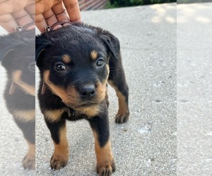Rottweiler Puppy for sale in DETROIT, MI, USA
