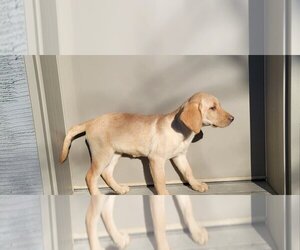 Labrador Retriever Puppy for Sale in CHARITON, Iowa USA